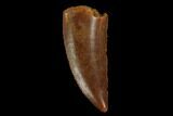 Serrated, Raptor Tooth - Real Dinosaur Tooth #115907-1